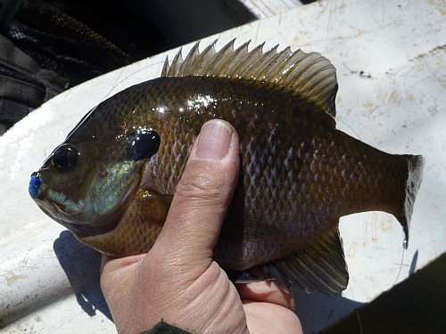 Angler holding bluegill caught with a blue Killer Bugger