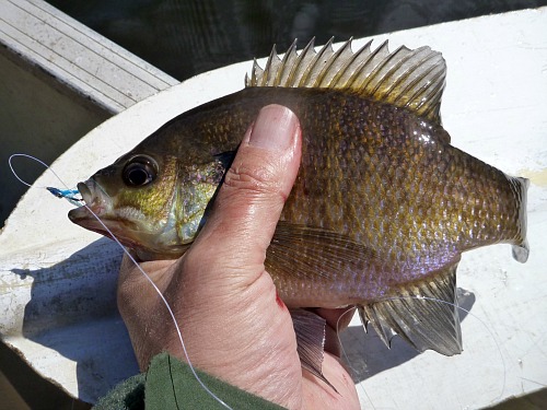 Angler holding bluegill caught with blue over white Clouser minnow