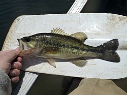 Largemouth bass on a canoe paddle