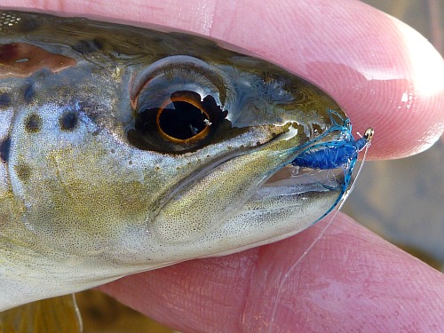 Brown trout with the blue wet fly in its mouth