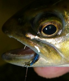 Trout with fly in its mouth