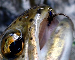 Trout with blue fly in its mouth