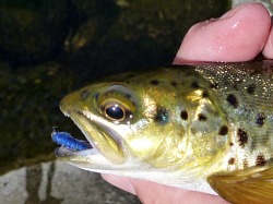 Brown trout with blue Killer Bug in its mouth