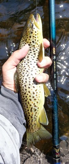 Angler holding brown trout and Aoi ZPRO rod.