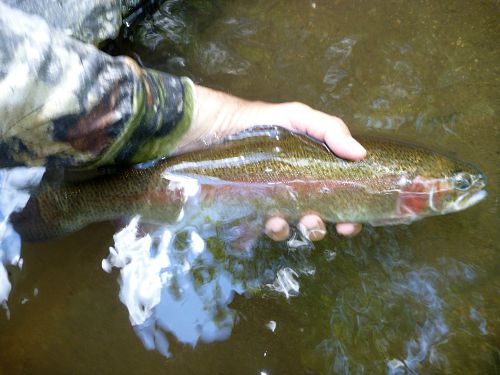 Angler holding nice rainbow trout at the water's surface