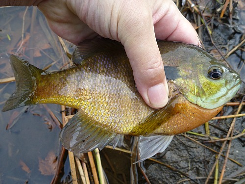 Angler holding bluegill at the edge of the pond