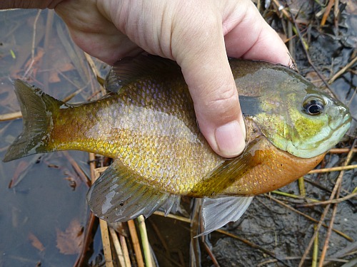 Angler holding bluegill sunfish at edge of pond.