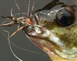 Bluegill with two flies in its mouth