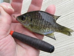 Angler holding bluegill and Daiwa Hinata Tanago Rod.