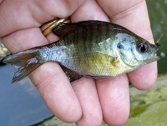 bluegill-sunfish-tanagobum.jpg