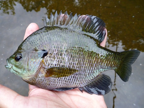 Angler holding bluegill