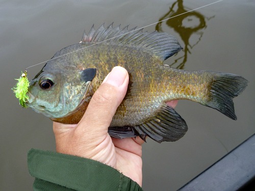 Angler holding bluegill