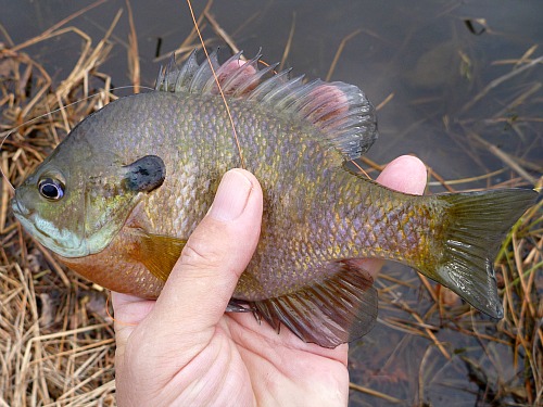 Bluegill with a slight purple color