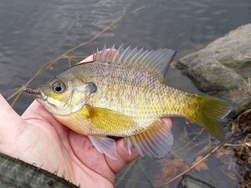Angler holding bluegill at water's edge