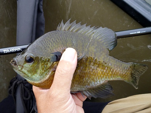 Angler holding bluegill