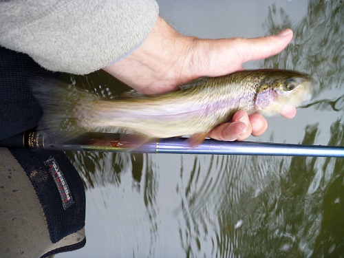 Angler holding rainbow trout and Nissin Royal Stage Syunki rod