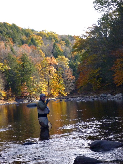 Angler standing in a stream, rod bent with a fish, fall foliage in the background
