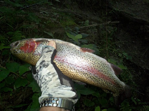 Angler holding trout caught with 2-Way 450ZX Medium 硬中硬