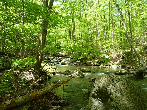 Small stream with heavily wooded banks.