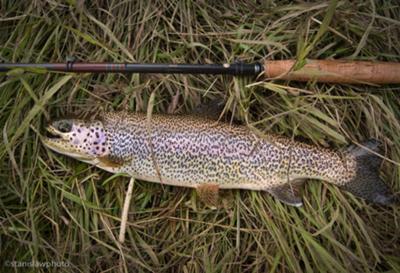 beautiful Yampa Rainbow