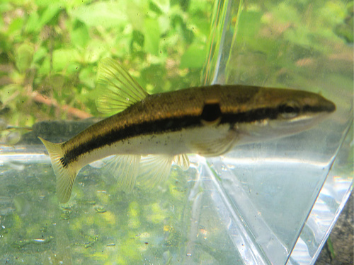 Blacknose Dace