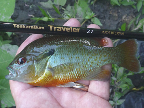 Red Breast Sunfish