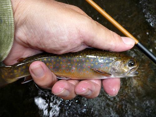 Angler holding small brook trout