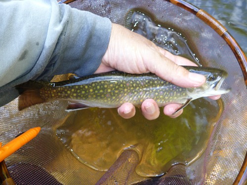 Angler holding brook trout