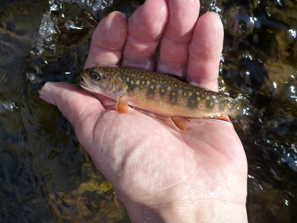 Angler holding brook trout