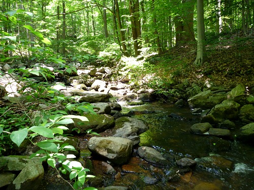 Very small New Jersey stream