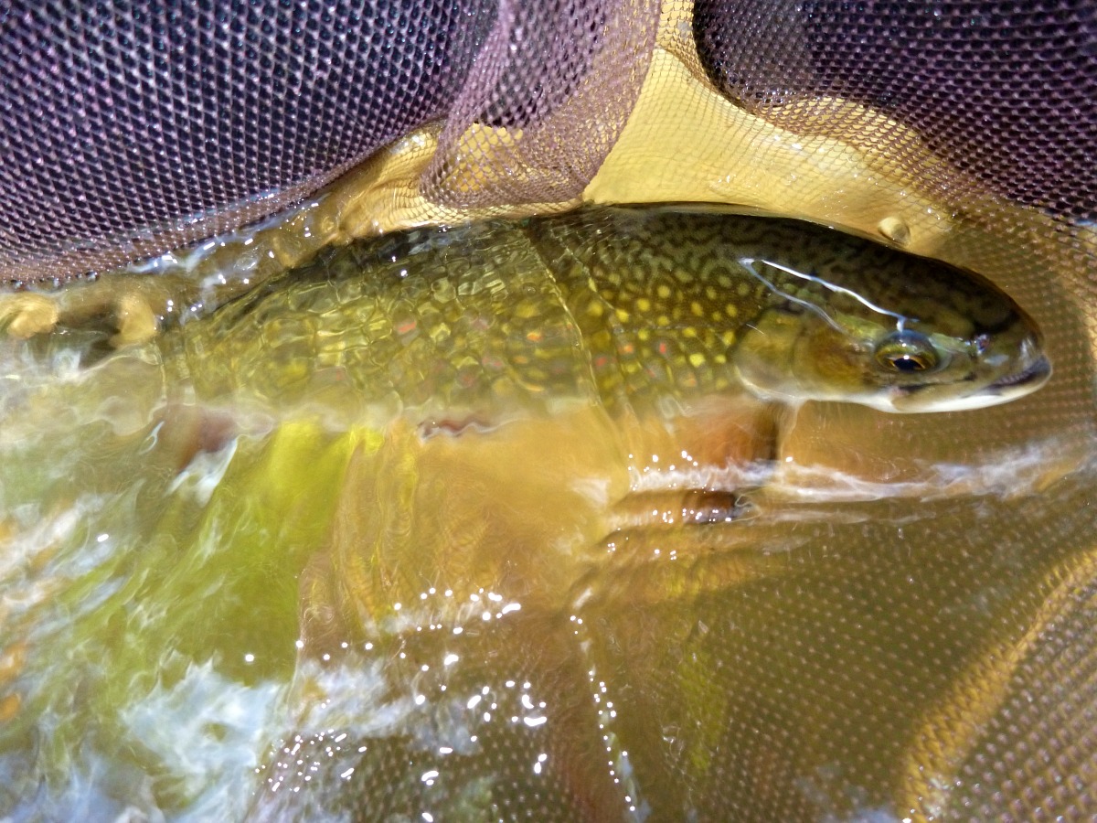 Brook trout in net