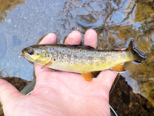 Small brown trout held at water's surface.