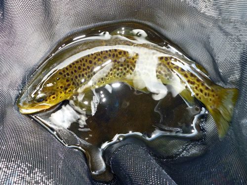 Brown trout in nete