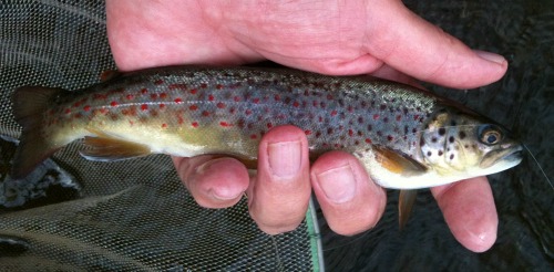 Angler holding small brown trout