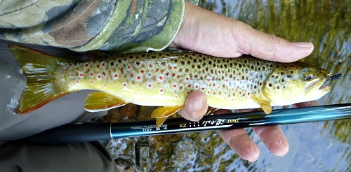 Angler holding brown trout and Nissin 2way 450ZX