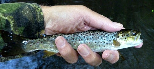 Angler holding small brown trout