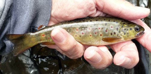 Brown Trout (slightly forked tail)