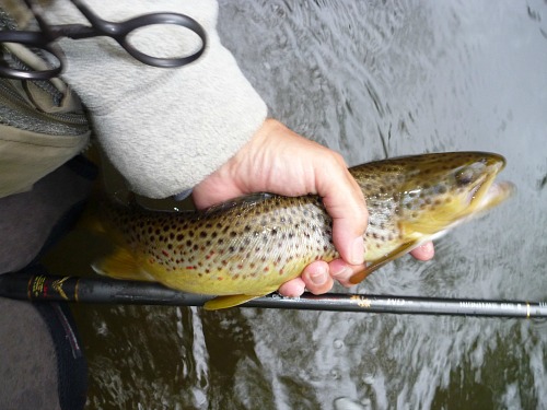 Fifteen inch brown caught with size 28 hook and 8X tippet