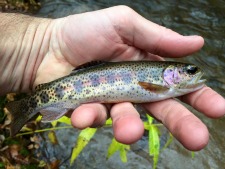 Little wild rainbow trout