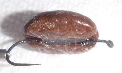 Coffee Bean Fly - Bottom