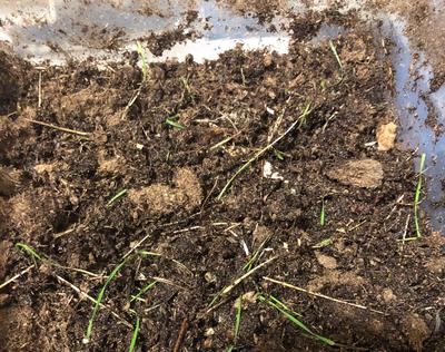 Beginning Bedding a Year Ago