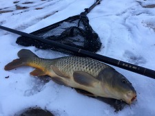 Carp with Flying Dragon