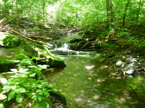 Very small stream amid lush foliage