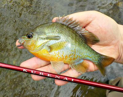 A Nice Red Breast Sunfish and a Sawyer's Killer Bug Tied with Chadwick's No. 477 Yarn