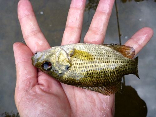 Angler holding rock bass