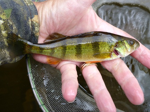 Angler holding small yellow perch