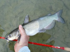 Angler holding channel catfish about 12" long and Tenryu Furiabo TF39 tenkara rod