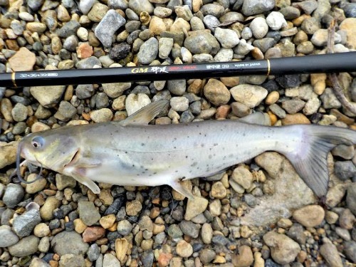 Channel Catfish alongside keiryu rod