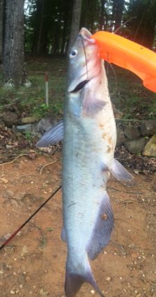 Channel Catfish