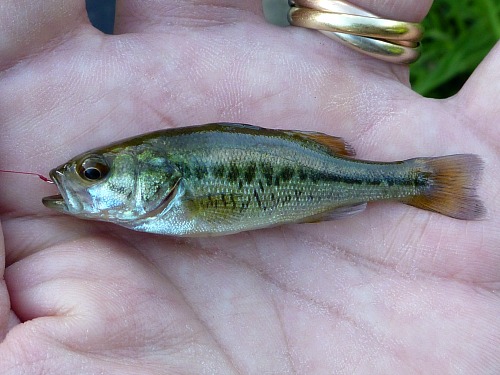 Angler holding very small largemouth bass